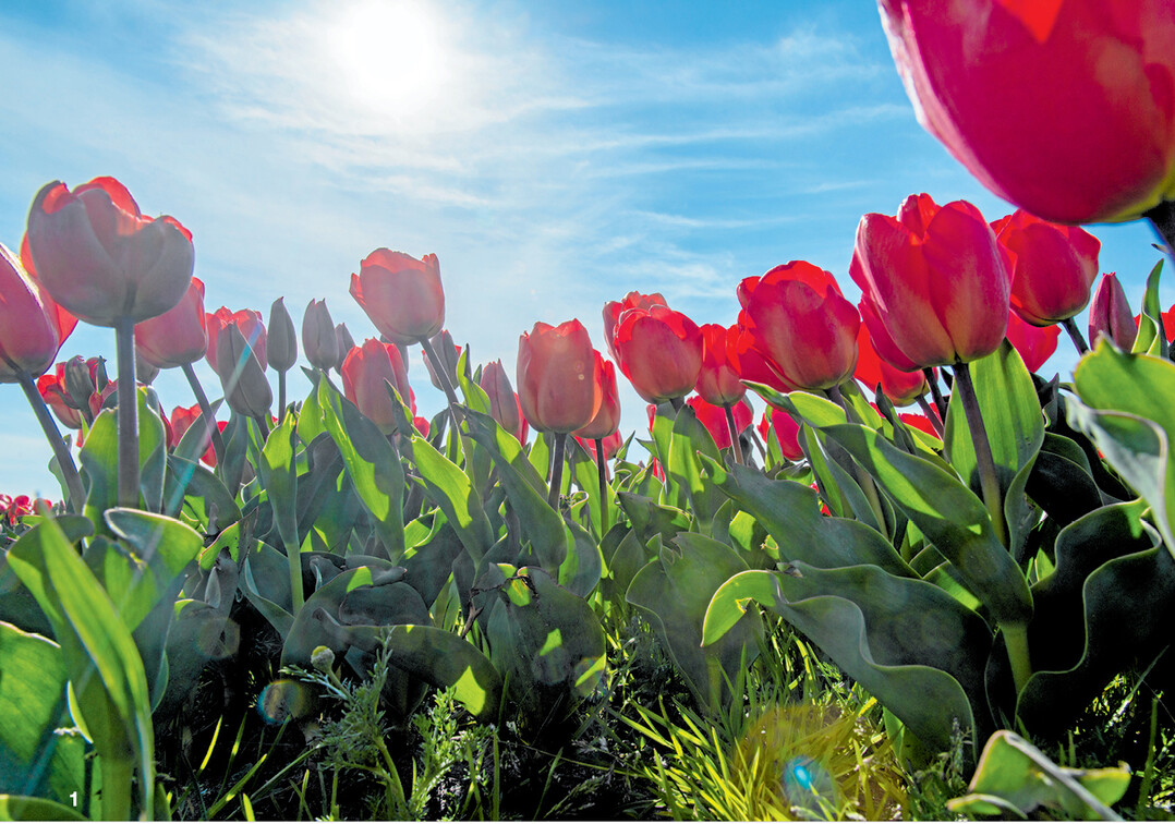 Mit den ersten Sonnenstrahlen recken die Frühblüher wie diese Tulpen bereits ihre Köpfe und leiten damit den Frühling ein.