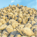 Die Zuckerrübe bekommt Konkurrenz durch Weizen und Mais – mit ungewissen Folgen.