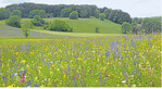 Artenreiche Blumenwiesen sind nicht immer ein Standortnachteil. Sie bergen auch Vermarktungspotenzial.