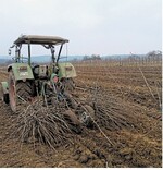 Bestes Pflanzmaterial ist ein wichtiger Garant für den guten Start einer Neuanlage.