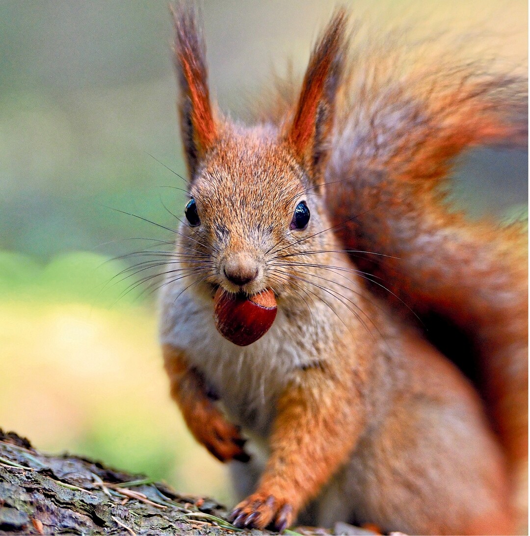 Genau vor einer Woche wurden die Uhren um eine Stunde zurückgestellt. Man merkt, der Winter steht vor der Tür. Auch die Eichhörnchen bereiten sich schon eifrig vor. Wer jetzt durch Parks läuft, sieht überall kleine rote Wollknäuel herumhuschen. Die kleinen Flitzer vergraben ihren Vorrat an Nüsschen im Boden, damit sie während der kalten Jahreszeit immer etwas zu Fressen haben. Es kann durchaus vorkommen, dass sie vergessen, wo sie die ein oder andere Nuss vergraben haben. Wer fleißig gesammelt hat, findet aber dann im Versteck nebenan bestimmt die nächste.