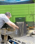 Für den Rapsverkauf soll sich die Marktlage nach dem Jahreswechsel bessern.