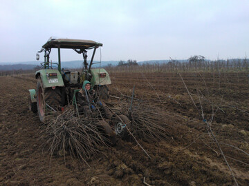 Bestes Pflanzmaterial ist ein wichtiger Garant für den guten Start einer Neuanlage.