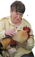 An diesem Hahn gibt es viel zu fühlen. Ludmilla ist ganz vernarrt in Henry.