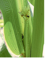 Maiswurzelbohrer an einer Maispflanze. Fraßschäden sind gut sichtbar.