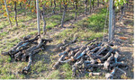 Mit Esca befallenes Altholz sollte nicht in der Nähe von Weinbergen gelagert werden. Es könnte sonst zu Infektionen kommen.