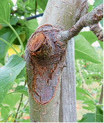 Obstbaumkrebs zählt zu den bedeutendsten Rindenkrankheiten. Nicht selten nutzt der pilzliche Erreger Schnittwunden als Eintrittspforten für eine Infektion.