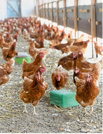 Stroh im Einstreu kann als Beschäftigungsmaterial und Rohfaserlieferant für Legehennen dienen.