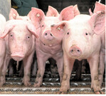 Von Landwirten eingeführt: Der Vereinigungspreis für Schlachtschweine ist branchenweit als wöchentliche Preisorientierung anerkannt.