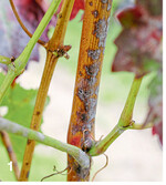 Deutliche Oidiumfiguren am Holz sollten zu einer hohen Gefährdungseinstufung im nächsten Frühjahr führen.