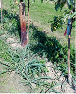 Mäuse lieben Deckung. Daher sollten Baumstreifen den Winter über frei von Bewuchs sein.