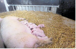 Das Säugen findet in den allermeisten Fällen an den Buchtenwänden statt. Der Blick auf das Ferkelnest zeigt Metallschleifen, die das Einklemmen der Sau am Nest verhindern. 30 cm hinter diesen Schleifen wurde ein Vorhang aus Gewächshausfolie installiert, der von der Sau nicht erreicht werden kann.