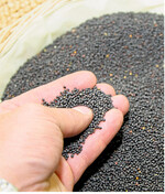 Die Rapsernte ist welt- und europaweit nicht üppig gewesen. Schnell passten die Verarbeiter ihre Kapazitäten an und begrenzten so den Preisaufschwung.