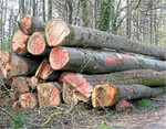Der Einschlag von Laubholz sollte tendenziell Vorrang vor dem Nadelholz haben. Die Nachfrage nach Buche, Esche und Eichenstammholz ist ähnlich gut wie im Vorjahr.