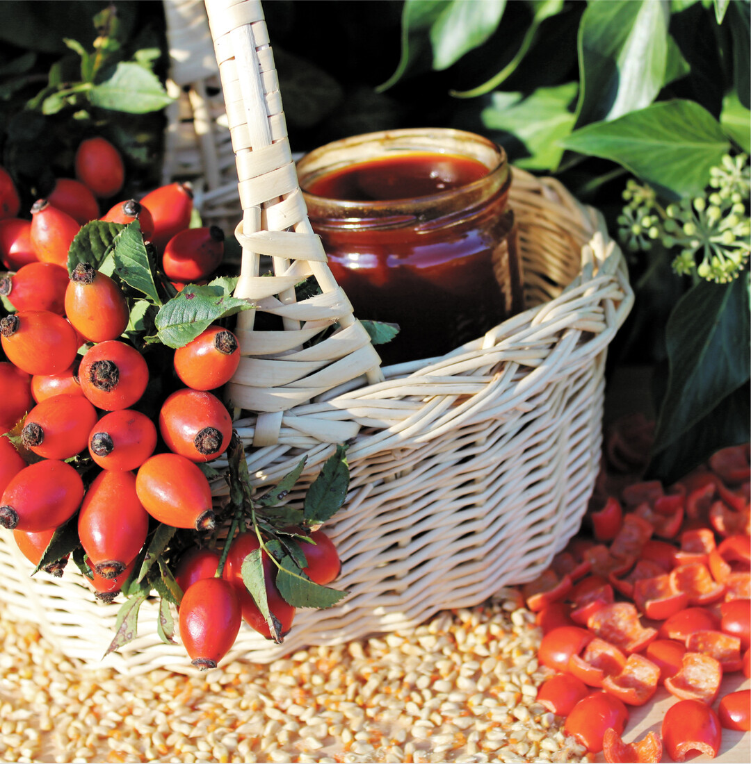 Rohe Hagebutten sind Vitamin-C-Spitzenreiter bei heimischem Obst, gefolgt von Sanddornbeeren und schwarzen Johannisbeeren. Wer selbst Hagebuttenmarmelade herstellen mchte, findet im Internet verschiedene Rezepte. Beim Kochen geht allerdings viel Vitamin C verloren. Sehr zeitaufwndig ist es, wenn die Kerne aus den halbierten Frchten gekratzt werden sollen. Die Landleben-Redakteurin hat das nach 30 Stcken aufgegeben und mit Kernen gekocht. Hagebutten haben sehr trockenes, hartes Fleisch. Vor dem Kochen ber Nacht in Wasser einweichen ist deshalb ratsam. Falls der gekochte Brei noch zu fest ist, um durch ein Sieb gestrichen zu werden, nochmals mit etwas Wasser weiterkcheln, bis die Konsistenz passt. Das Mus mit Zucker 1:1 (2:1), etwas Zitronensaft (Gewrze) zur Marmelade fertig kochen. In Bad Ditzenbach/Auendorf hat die Hagebuttenverarbeitung 250-jhrige Tradition. Hier gibt es Anbieter von rohem Fruchtmark und Marmelade (Vitamin-C-schonende Herstellung): www.auendorf.net/haegenmark.