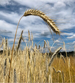 Biobrotgetreide verkauft sich nicht durchgängig gleich: Dinkel und Hafer sind gut gefragt, während Roggen noch Käufer sucht.