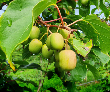 Reif sind diese Minikiwis noch nicht. Zur Erntezeit im September und Oktober nehmen die Beeren eine leicht rtliche bis braune Farbe an.