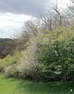 Nur selten zu sehen: Ein fast idealer Waldrand mit einer blühenden Schlehenhecke als Vorhut vor dem Hochwald. Es fehlt der Saum mit blühender Krautvegetation, hier wird die Wiese gemäht.