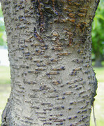 Krötenhautkrankheit bei Pfirsich.