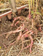 Da die Wurzeln aufgrund ihrer knolligen, verzweigten Form leicht brechen, werden sie vorsichtig aus der Erde geholt, am besten mit einer Grabegabel.