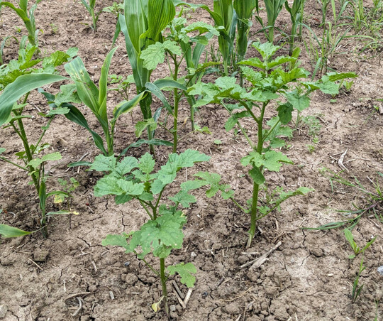 Bei spten Herbizidbehandlungen im Mais ist auf die Vertrglichkeit der eingesetzten Produkte zu achten.