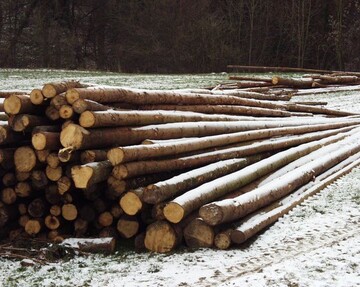 Die Nachfrage nach Nadelholz ist ungebrochen hoch im Land. 		Foto: Neub