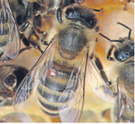 Ist bald Schluss mit dem Varroa-Befall?