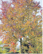 Amberbaum: Je nach Bodenbeschaffenheit und Klimalage fällt die Herbstfärbung unterschiedlich stark aus.