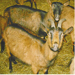 Die Milch der Ziegen ist gefragt. Informationen zum Einstieg in die Milchziegenhaltung gab es jüngst beim Landwirtschaftsamt Rottweil.