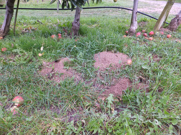 In vielen Obstanlagen sind Feldmuse schon wieder aktiv. Es ist ratsam, sie rechtzeitig zu bekmpfen. 