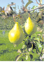 Novembra wird im Oktober geerntet. Im Kühllager ist die Birne bis März haltbar.