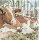 Bevor das Futter knapp wird, sollte man die Lücke mit Herbst- und Winterzwischenfrüchten schließen.