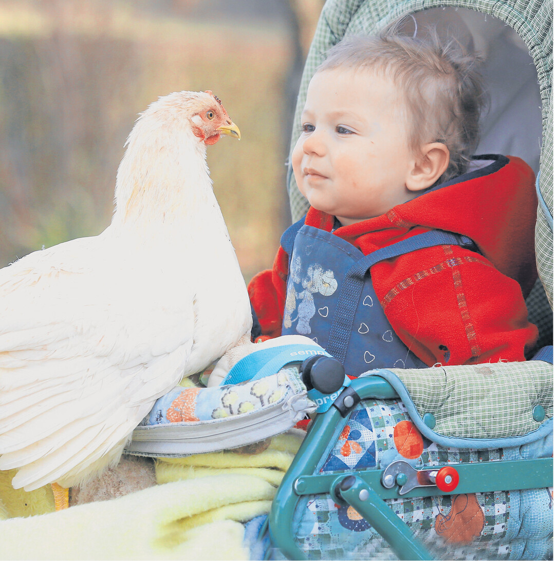 Zwei, die sich mgen. Lenas Lieblingshuhn ist ganz zahm und bleibt bei der Spazierfahrt im Kinderwagen auch ruhig sitzen. Fotografiert auf dem Naturlandbetrieb der Familie Gorzelany in Hayingen-Kochstetten auf der Schwbischen Alb.