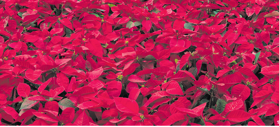 Die Farbe Rot symbolisiert Weihnachten. Das zeigt sich auch in der Vorliebe für rote Weihnachtssterne.