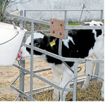 Die Nuckel der Tränkeeimer sollten immer gut gereinigt werden. Über nicht gereinigte Nuckel werden Keime von Tier zu Tier übertragen.