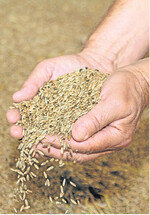 Die Vermarktung vertragsfreien Getreides gleicht in diesen Wochen einem Marathon: Wann welche Qualität zu welchem Preis durchs Ziel geht, ist noch nicht ausgemacht.