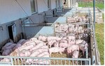 Schweine mit höheren Tierwohlstandards zu halten, erfordert Investitionen in die Ställe. Kosten, von denen Landwirte befürchten, auf ihnen sitzen zu bleiben.