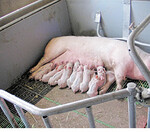 Mehr Bewegung und Erfolg in der Abferkelung.