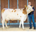 Fleckvieh-Spitzenjungkuh war die Wassonst-Tochter vom Betrieb Schmid aus Hüttlingen-Mittellengenfeld.