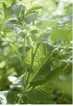 Bei besonders üppigem Wuchs kann Krautschlagen eine Hilfe sein.