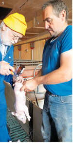 Tierarzt Dr. Wolf Rensmeyer injiziert den Ferkeln das Lokalanästhetikum in die Haut des Hodensacks. Gleichzeitig erhalten die Tiere ein Schmerzmittel. Danach können sie kastriert werden.