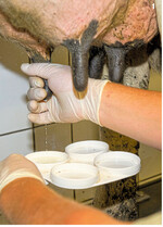 Stark erhöhte Zellzahlen können ein erster Hinweis auf eine Prototheken-Mastitis sein. Allerdings muss das nicht sein, es kann auch andere Ursachen für das Mehr an Zellen geben.