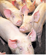 Chinas Fleischbedarf hält seit Wochen die Preise für deutsche Schlachtschweine hoch bei 1,85 Euro/kg Schlachtgewicht.