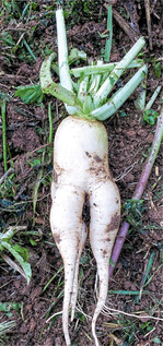 Viele Zwischenfrüchte, wie beispielsweise der Tiefenrettich, können mit ihren Wurzeln verdichtete Bodenschichten durchdringen.