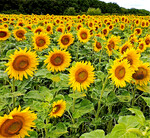 Sonnenblumen sollten während der Hauptwachstumszeit gut versorgt sein.