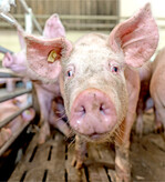 Die German Genetic-Fachtagung findet dieses Jahr als virtuelle Informationsveranstaltung statt.