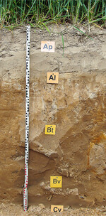 In Parabraunerden werden Bestandteile der Feintonfraktion in tiefere Bodenhorizonte verlagert.