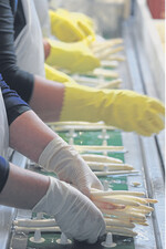 Wer Spargel nach der Sortierung weiterverarbeitet und an Handel und Gastronomie liefert, muss damit rechnen, dass diese Abnehmer ein HACCP-Konzept sehen wollen.