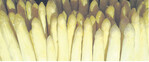 Spargel sind neben Beeren die Stars auf der Messe expoSE. Die neuesten Trends werden dort gezeigt.