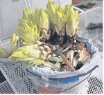 Mitte Februar: Erntefertiger, selbst getriebener Chicorée.